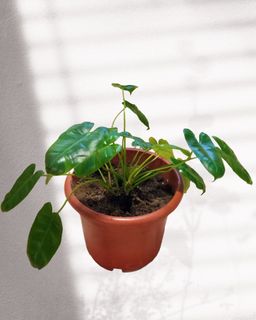 (Category: ) located in . Submitted by jakeRP (Listing ID 1199423043, Image 1). Description: .