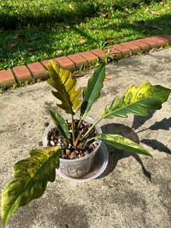 (Category: ) located in . Submitted by kkchew (Listing ID 1199688030, Image 1). Description: .