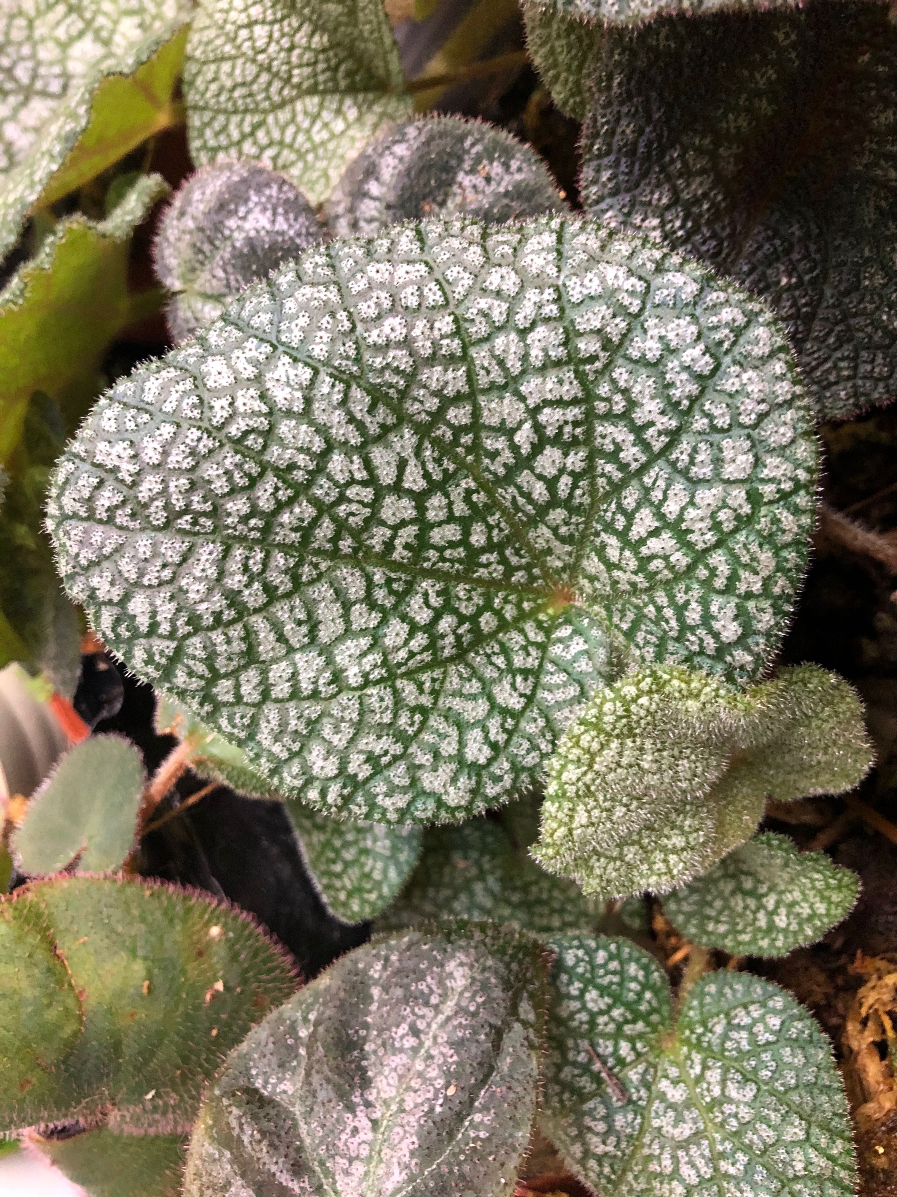 Begonia ningmingensis variant, Furniture & Home Living, Gardening