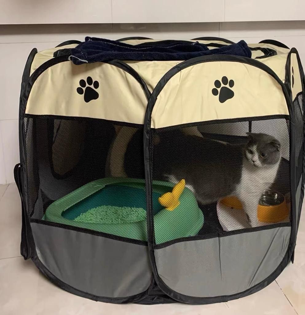 Pregnant with a cat in the house clearance