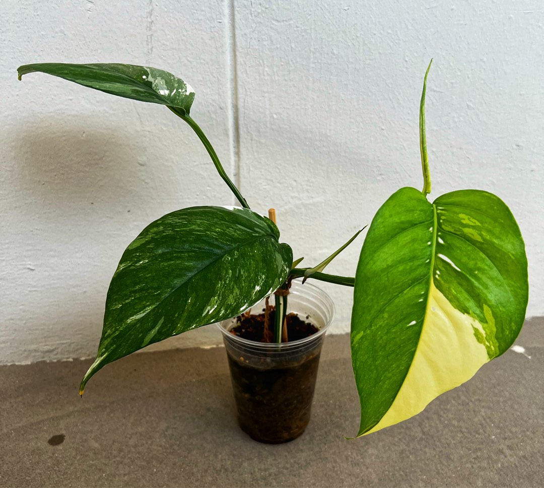 Epipremnum Albo, Furniture & Home Living, Gardening, Plants & Seeds on ...
