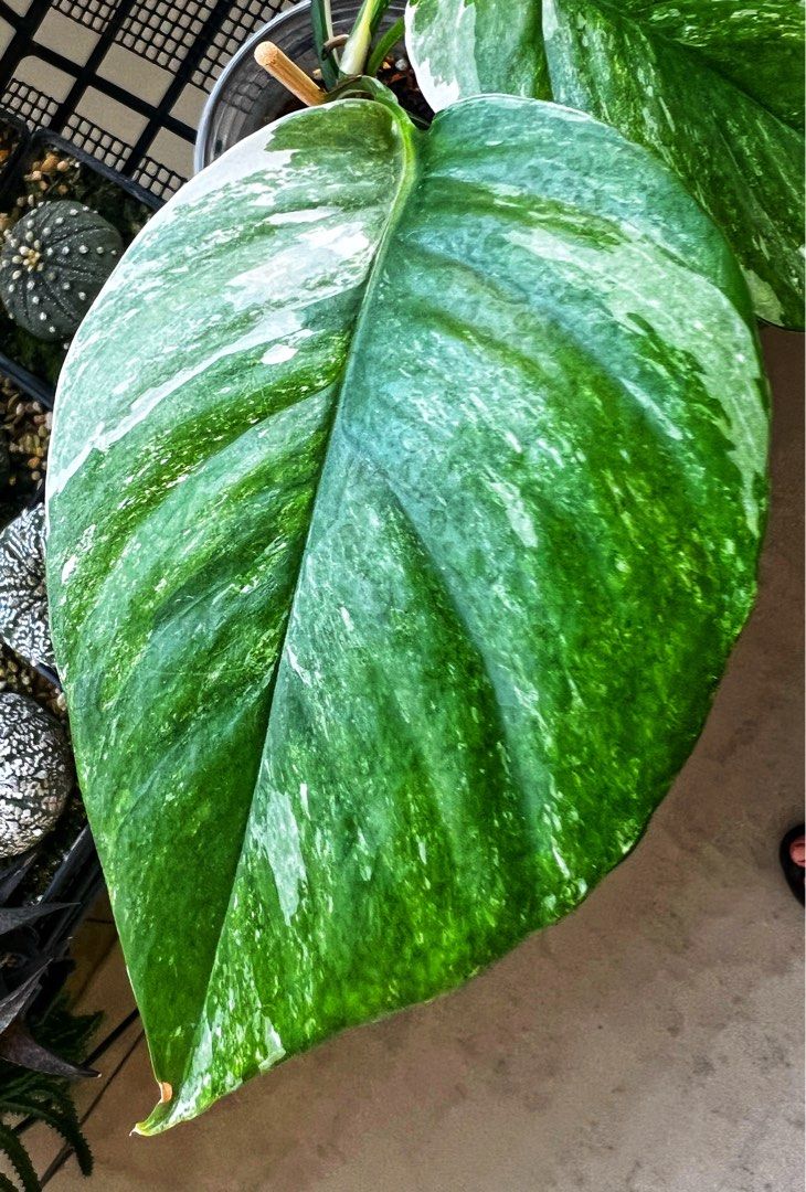 Epipremnum Albo, Furniture & Home Living, Gardening, Plants & Seeds on ...