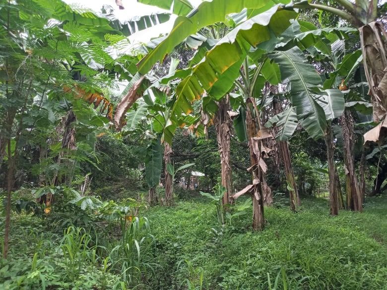 FARM LOT IN TANAY, RIZAL - FOR SALE, Property, For Sale, Lot on Carousell
