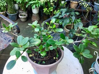 Ficus Nana(Lucky plants 🌱