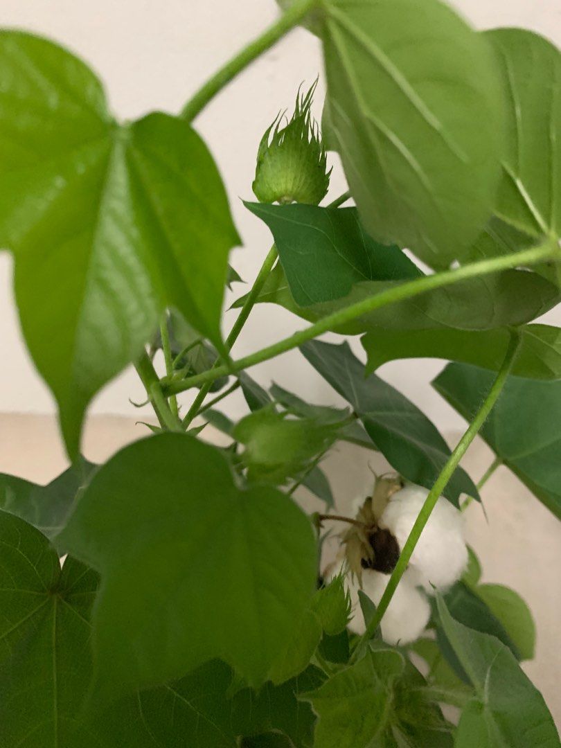 Gossypium hirsutum, Furniture & Home Living, Gardening, Plants & Seeds