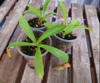 (Category: ) located in . Submitted by plantque (Listing ID 1199850463, Image 1). Description: .