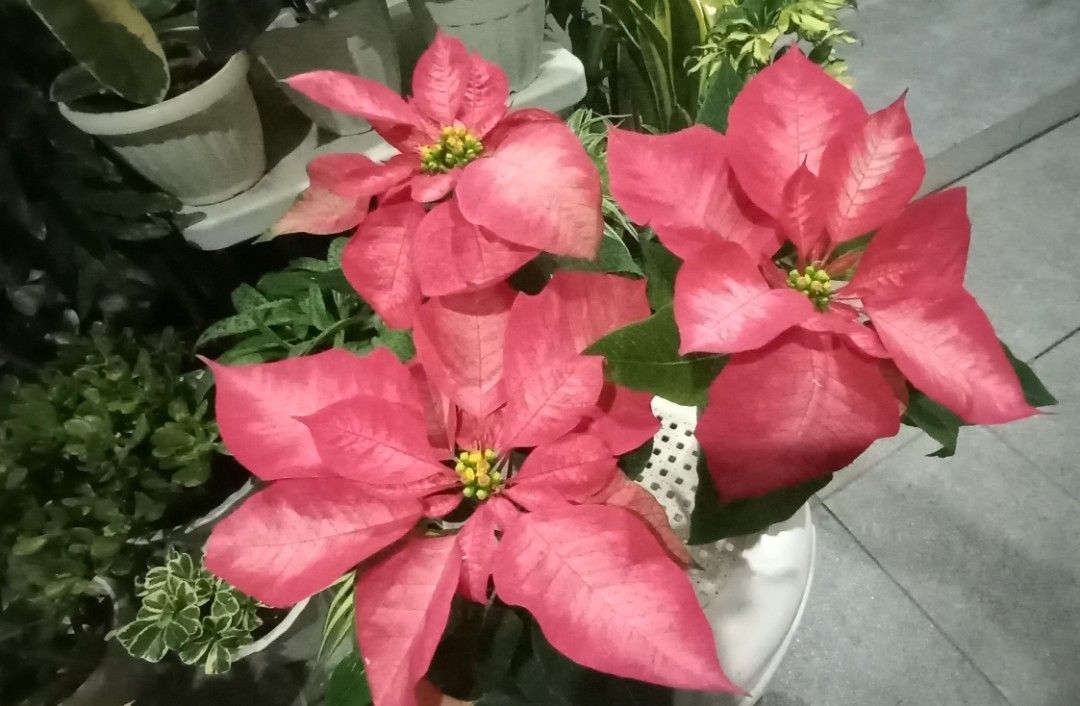 Poinsettia, Furniture & Home Living, Gardening, Plants & Seeds on Carousell