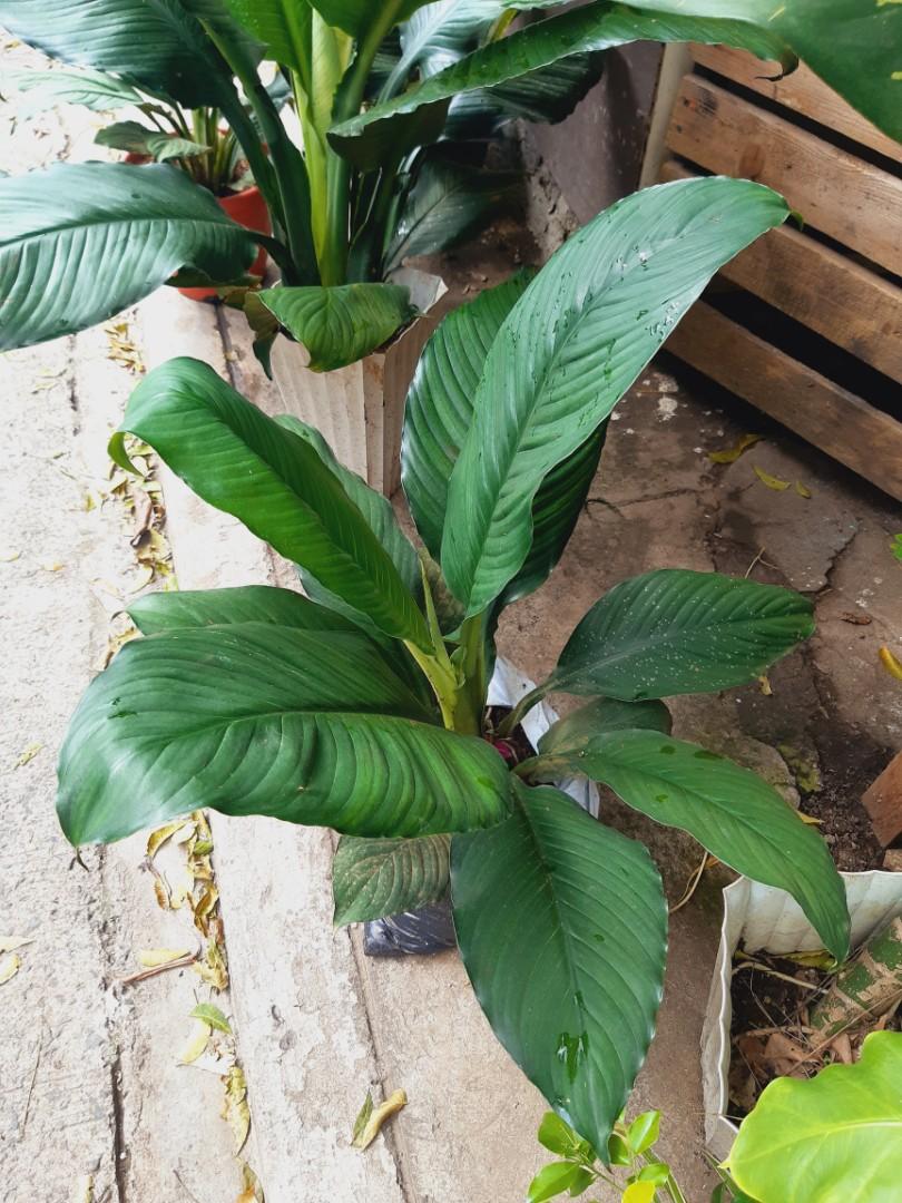Big leaf sensation plants, Furniture & Home Living, Gardening, Plants