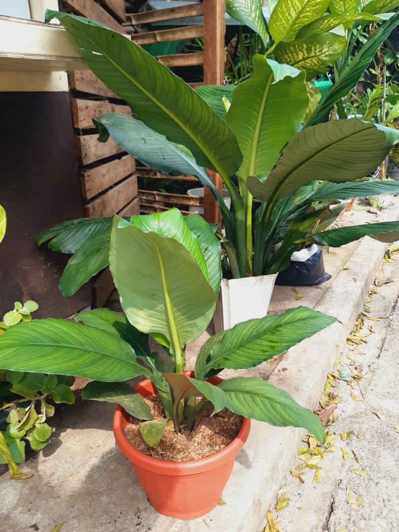 Big leaf sensation plants, Furniture & Home Living, Gardening, Plants