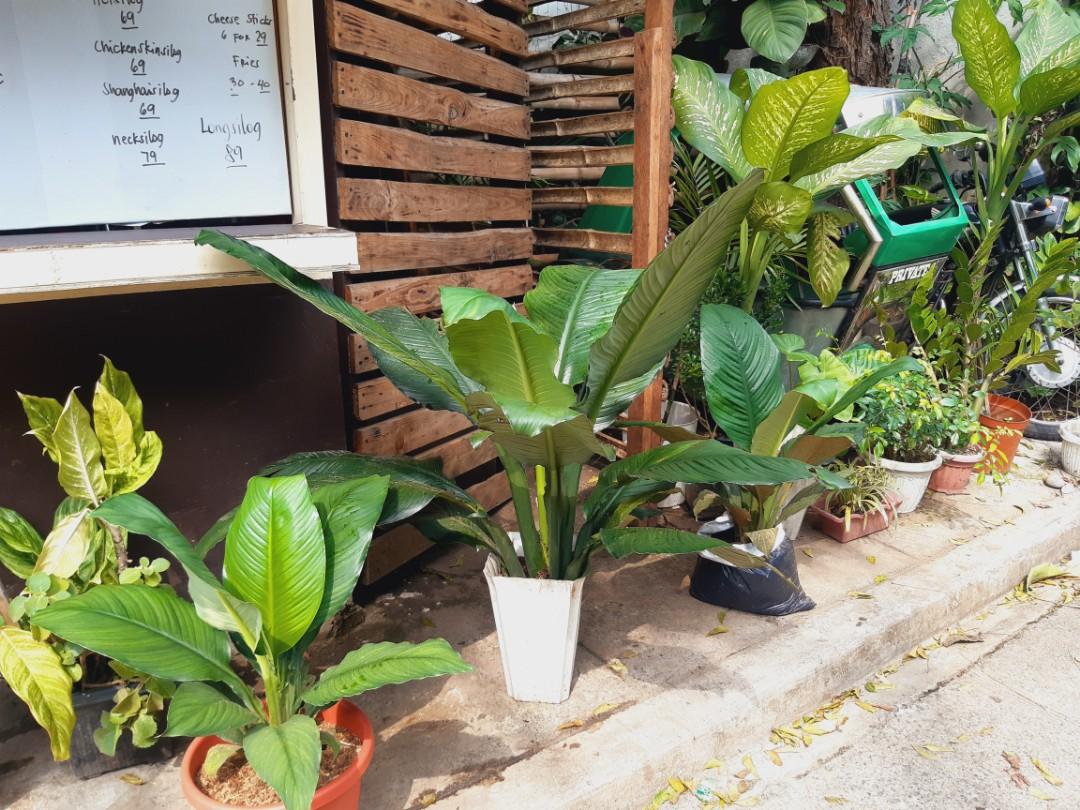 Big leaf sensation plants, Furniture & Home Living, Gardening, Plants