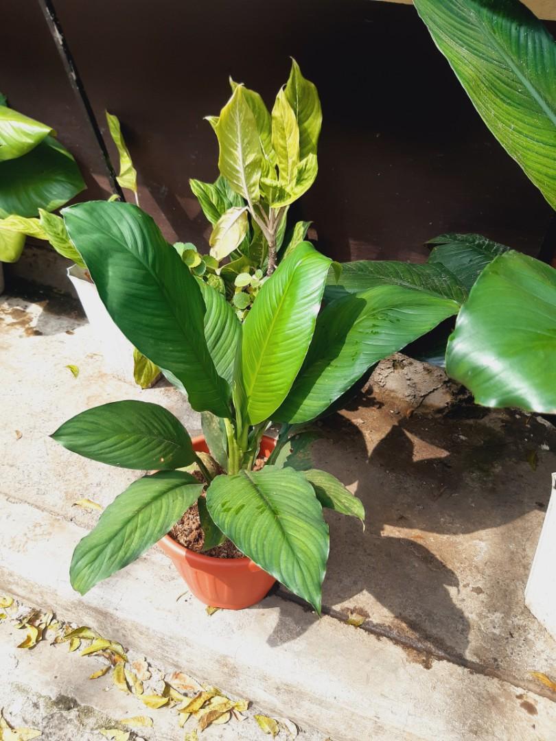 Big leaf sensation plants, Furniture & Home Living, Gardening, Plants