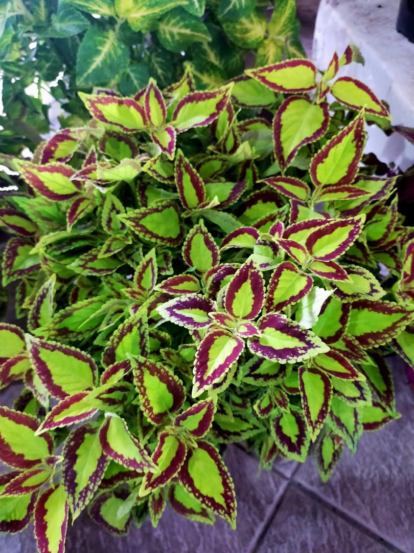 Coles plant, Furniture & Home Living, Gardening, Plants & Seeds on Carousell