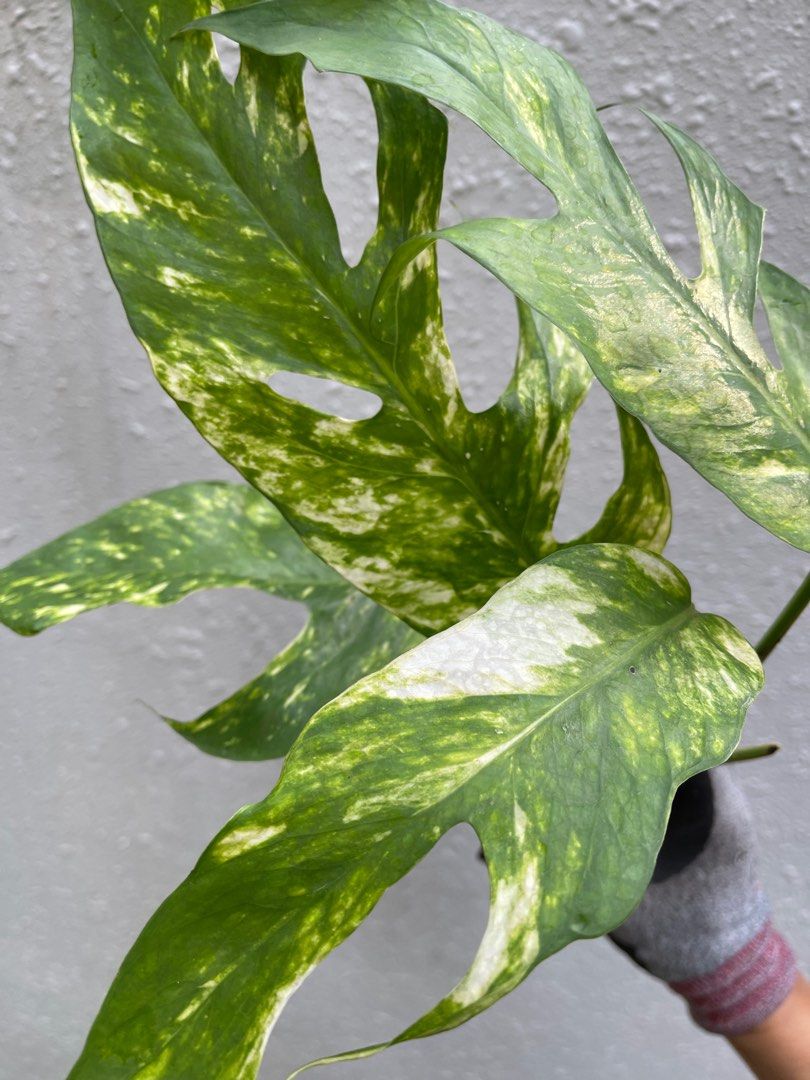 Epipremnum Pinnatum Yellow Flame Variegated