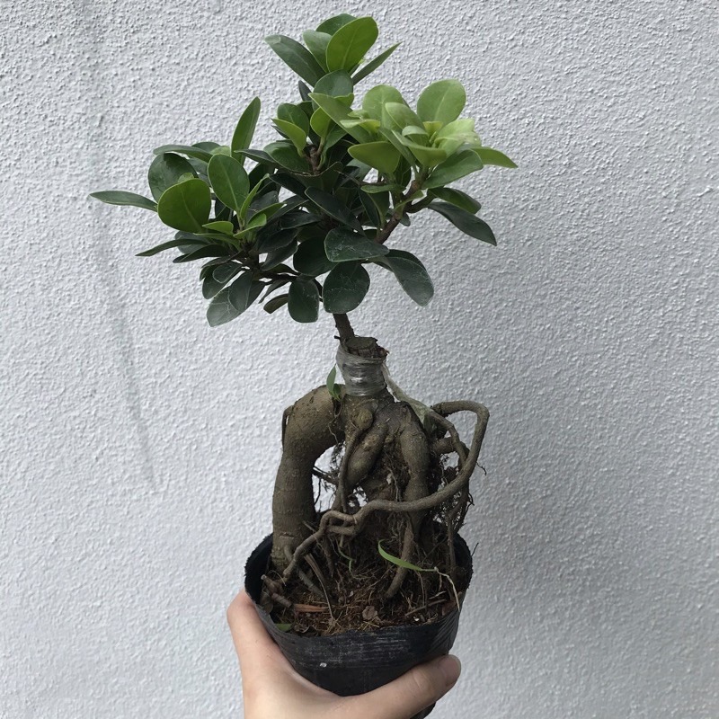 Ficus Ginseng Indoor Bonsai Plant, Furniture & Home Living, Gardening