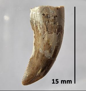 carnotaurus tooth for sale