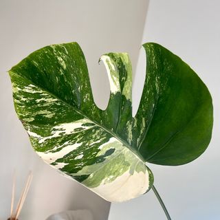 （分類：）位於 。 由 TheCityGreenery 提交（商品編號 1194423154，圖片 1）。簡介： 。