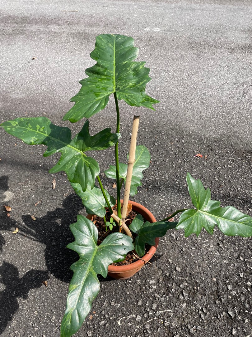 Philodendron Dragon lime fiddle, Furniture & Home Living, Gardening