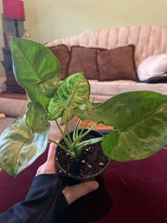 Plant-Colocasia Mojito