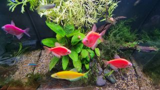 (Category: ) located in . Submitted by karanguni_man (Listing ID 1189431774, Image 1). Description: .