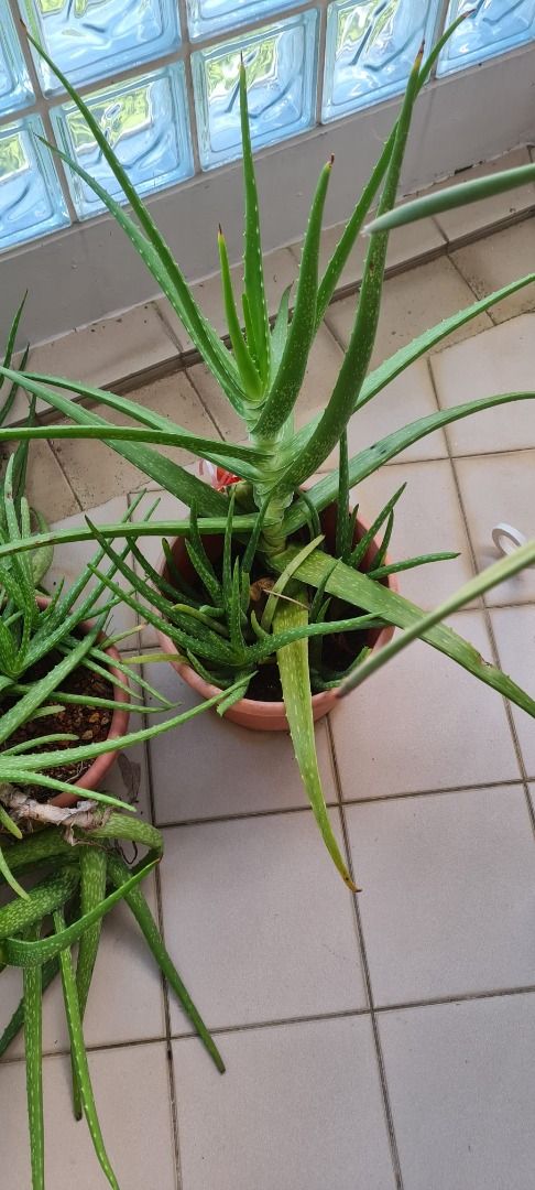 Aloe Vera Plants With Pot, Furniture & Home Living, Gardening, Plants &  Seeds On Carousell