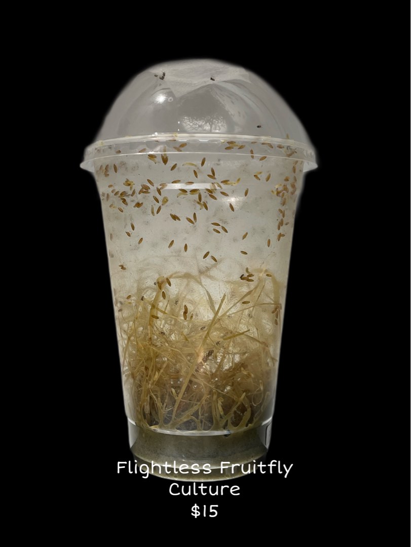 Flightless Fruit Fly Culture, Pet Supplies, Pet Food on Carousell
