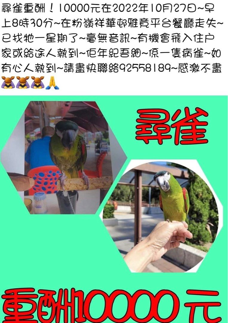 重酬尋走失多病鸚鵡🦜#走失迷金#走失#一萬元, 公告欄- Carousell