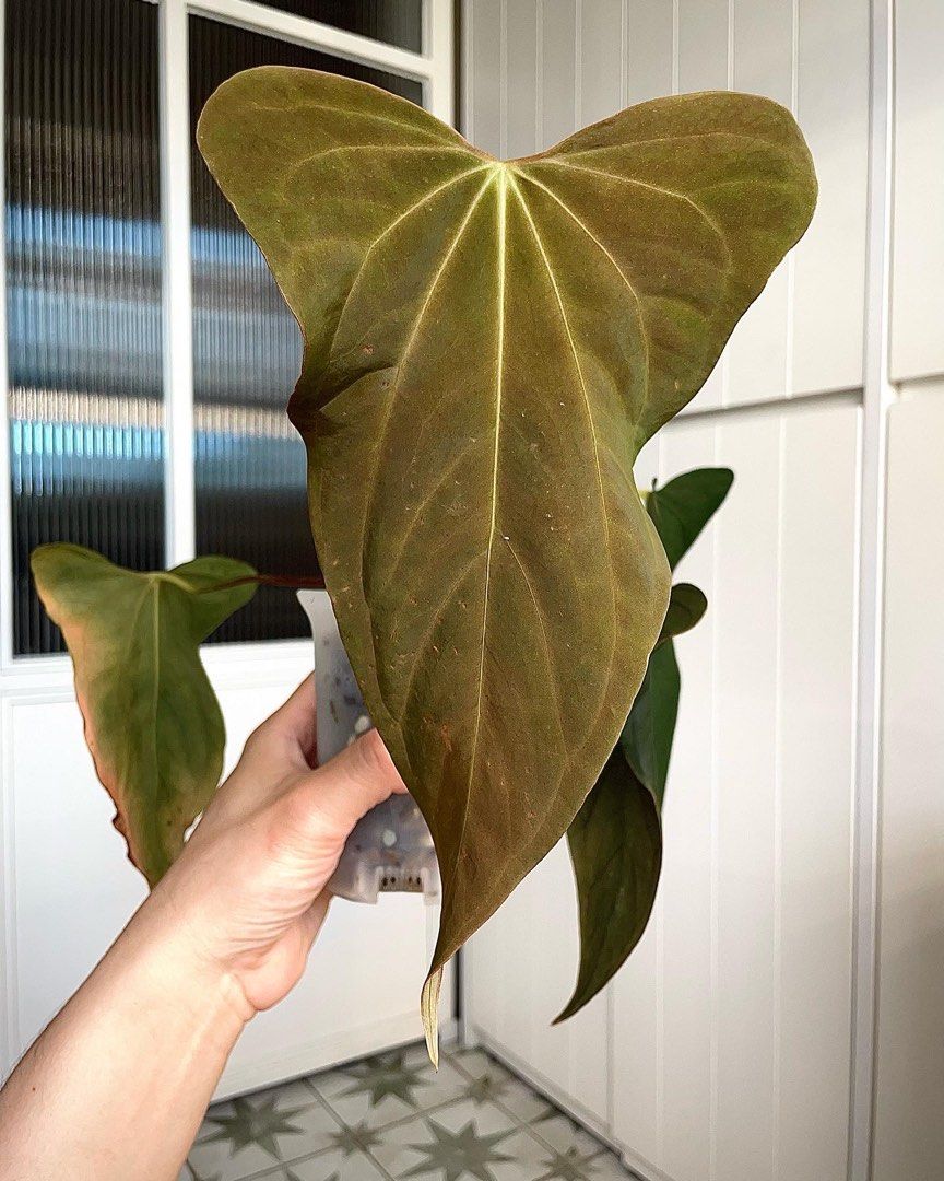 その他観葉植物 Anthurium papillilaminum x sp nov DF Anthurium