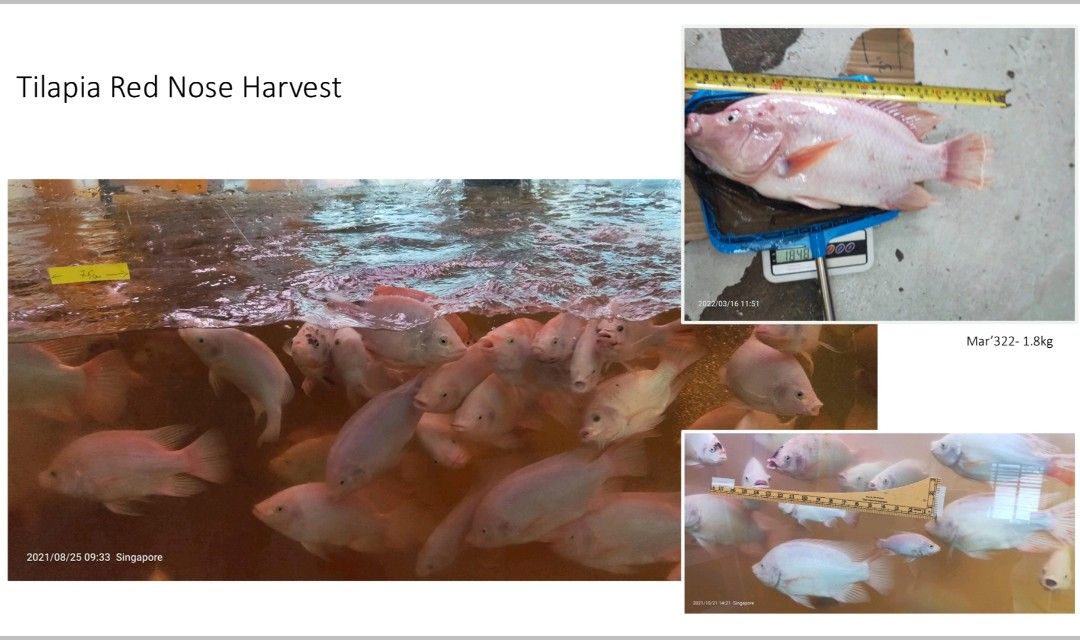 Indoor Aquaponics Fish Tank 2,600 Gallon for 600 Tilapia, Pet Supplies