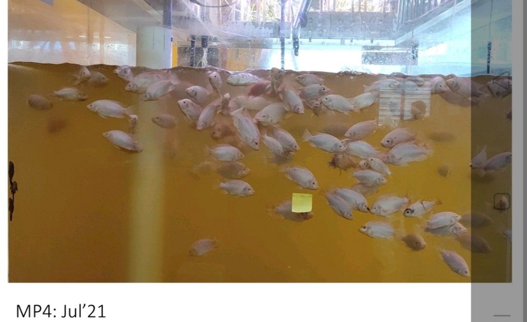 Indoor Aquaponics Fish Tank 2,600 Gallon for 600 Tilapia, Pet Supplies