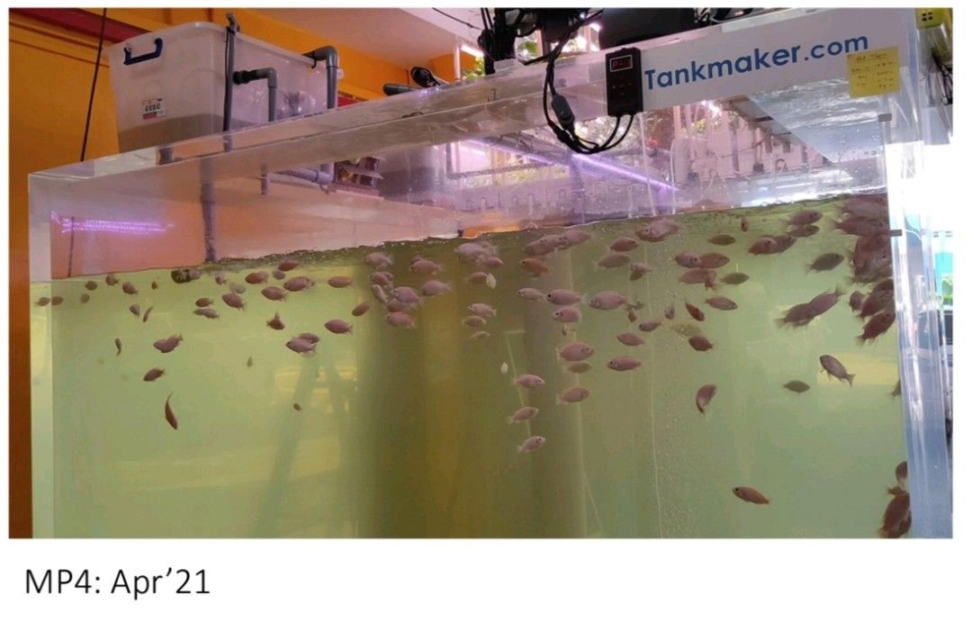 Indoor Aquaponics Fish Tank 2,600 Gallon for 600 Tilapia, Pet Supplies