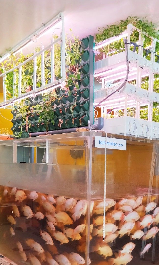 Indoor Aquaponics Fish Tank 2,600 Gallon for 600 Tilapia, Pet Supplies