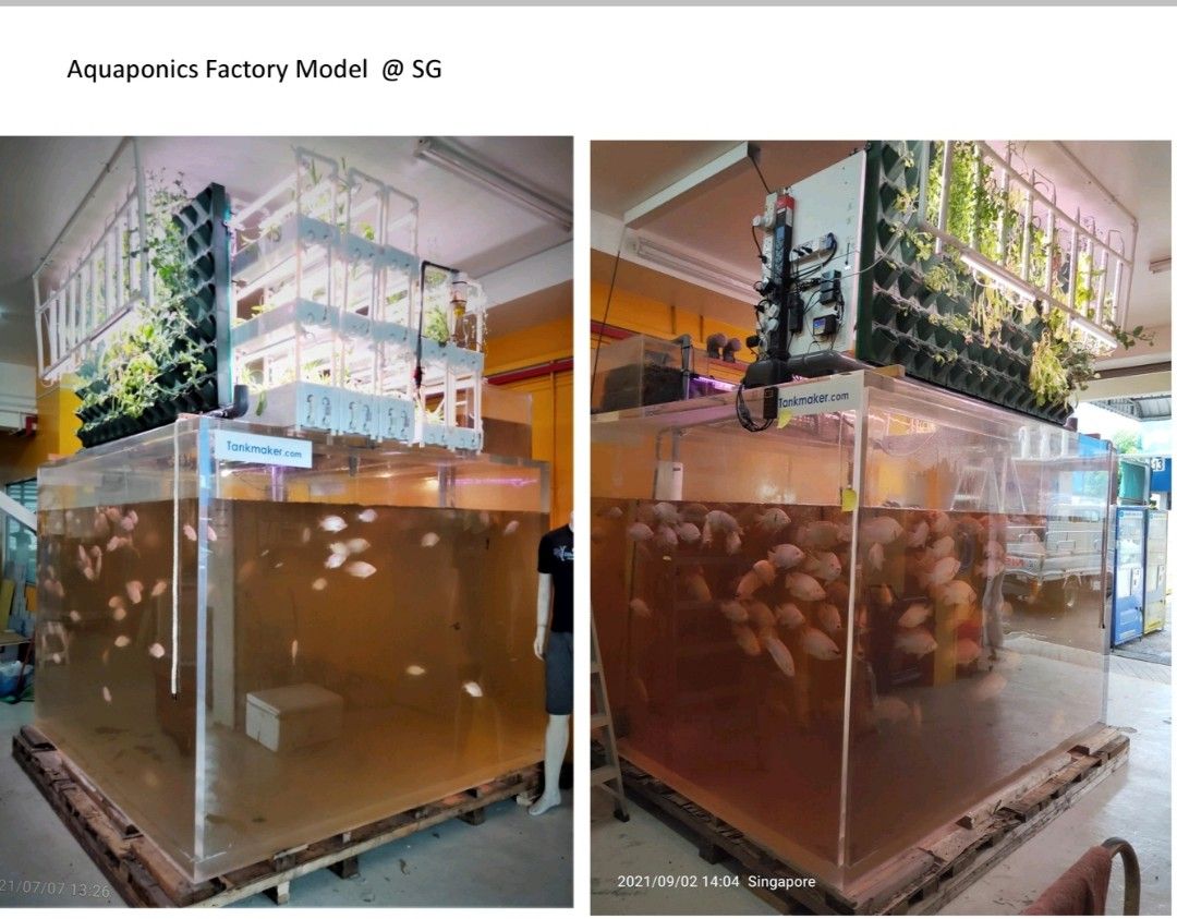 Indoor Aquaponics Fish Tank 2,600 Gallon for 600 Tilapia, Pet Supplies