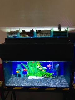 (Category: ) located in . Submitted by boldcat.322768 (Listing ID 1194720904, Image 1). Description: .