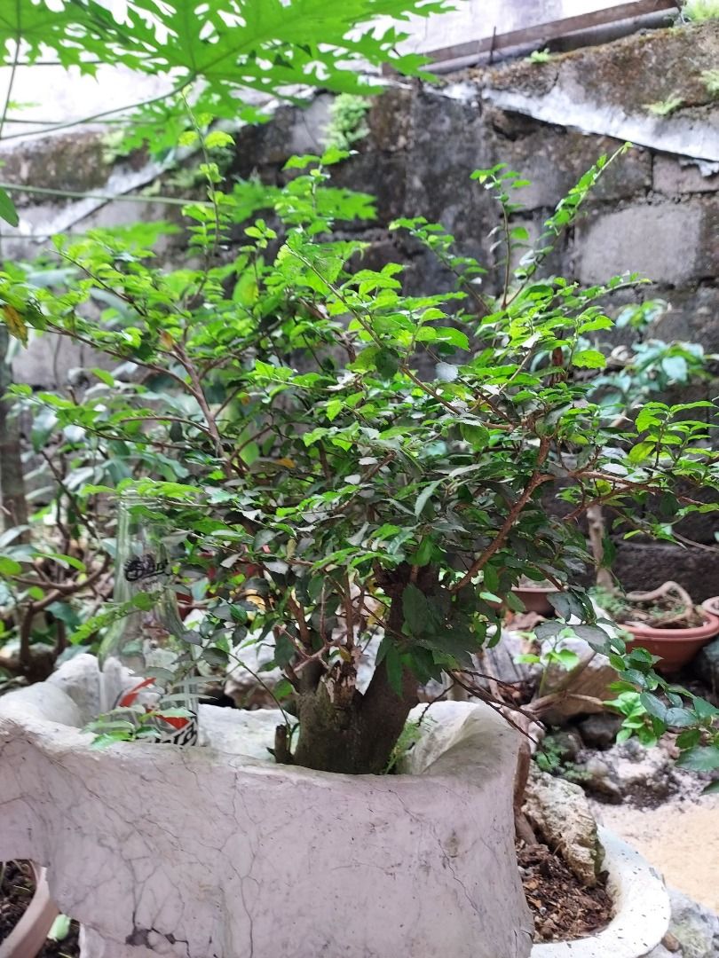 bonsai Materials, Furniture & Home Living, Gardening, Plants & Seeds on ...