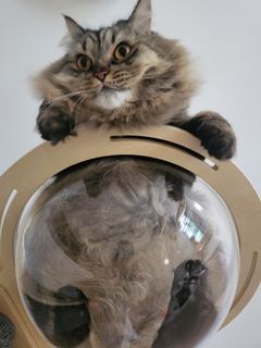 Cat boarding services