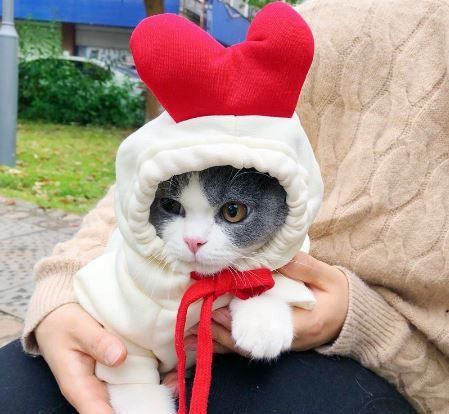 Cat outfits best sale for kittens