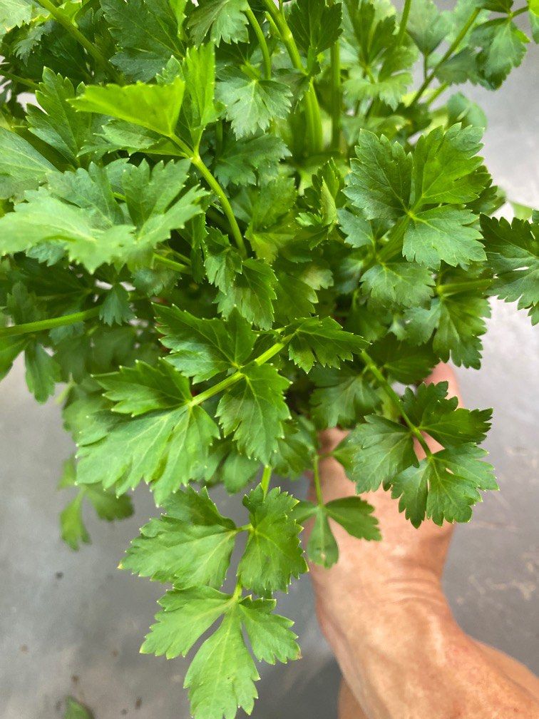 Chinese Celery/Daun Saderi in 15cm pot, Furniture & Home Living