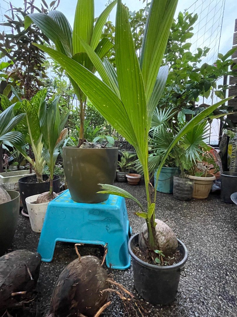 Coconut Tree PlantsBonsai, Furniture & Home Living, Gardening, Plants