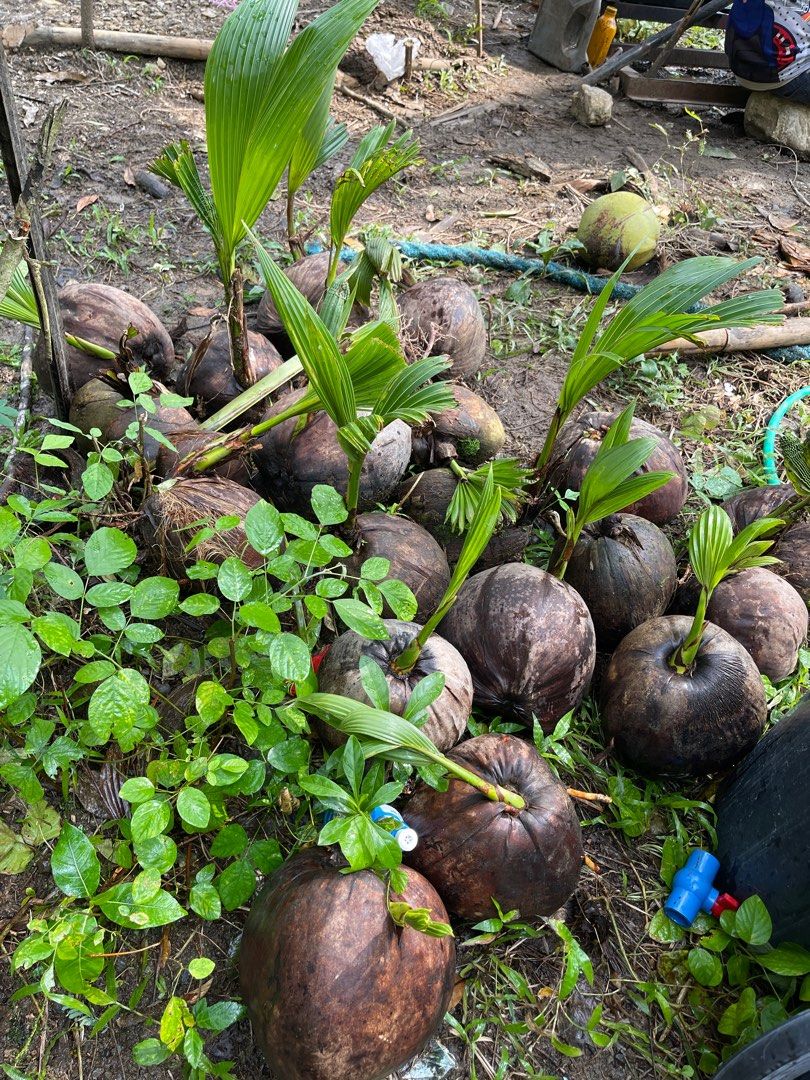 Coconut Tree PlantsBonsai, Furniture & Home Living, Gardening, Plants