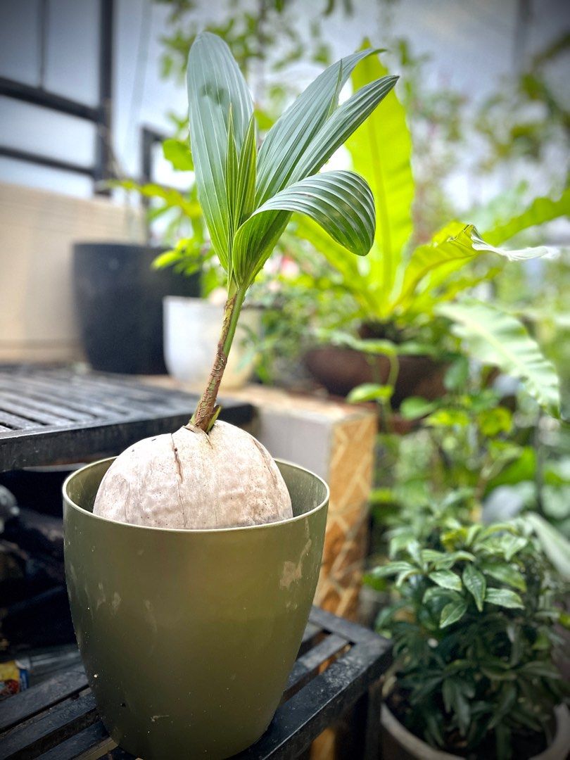 Coconut Tree PlantsBonsai, Furniture & Home Living, Gardening, Plants