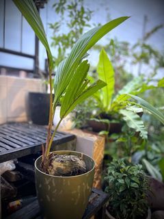 Coconut Tree Plants-Bonsai
