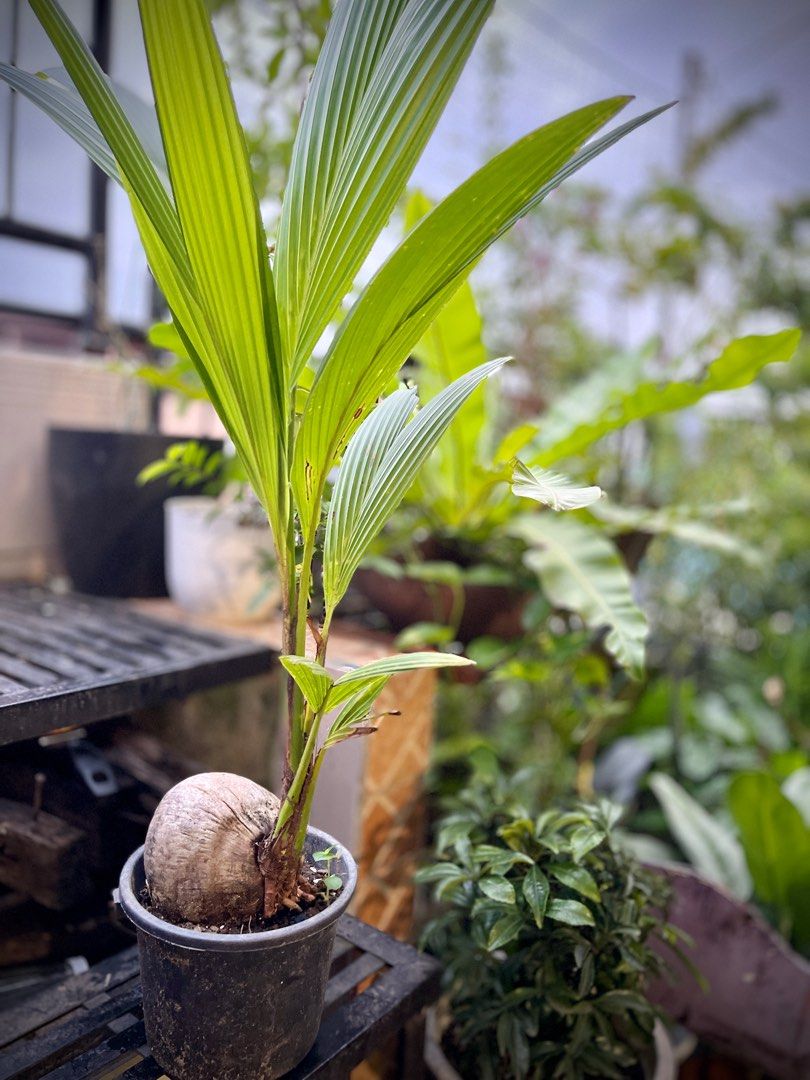 Coconut Tree PlantsBonsai, Furniture & Home Living, Gardening, Plants