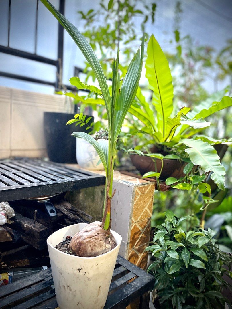 Coconut Tree PlantsBonsai, Furniture & Home Living, Gardening, Plants