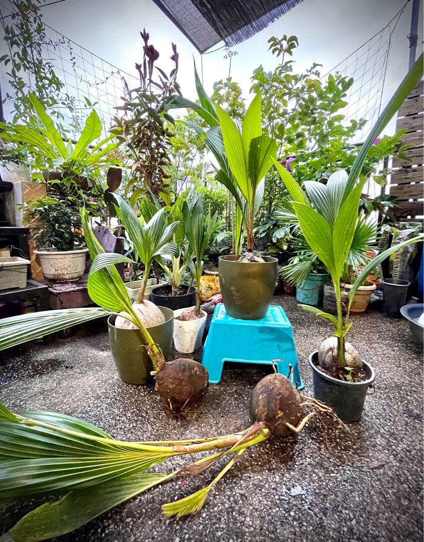 Coconut Tree PlantsBonsai, Furniture & Home Living, Gardening, Plants