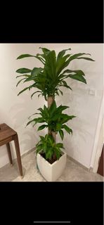 (Category: ) located in . Submitted by rennnn (Listing ID 1194567147, Image 1). Description: .