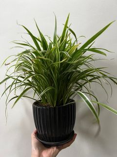 Spider Plant (indoor but need shade of sun)