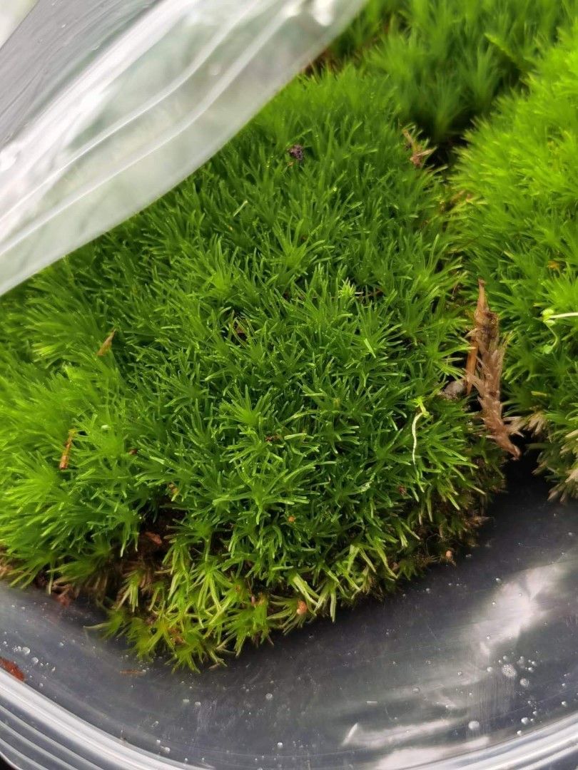 Live moss for sale, Furniture & Home Living, Gardening, Plants & Seeds on Carousell