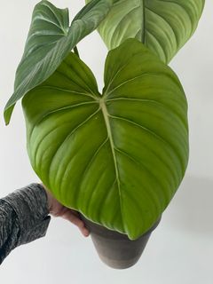 （分類：）位於 。 由 letsplant.hk 提交（商品編號 1194609332，圖片 1）。簡介： 。