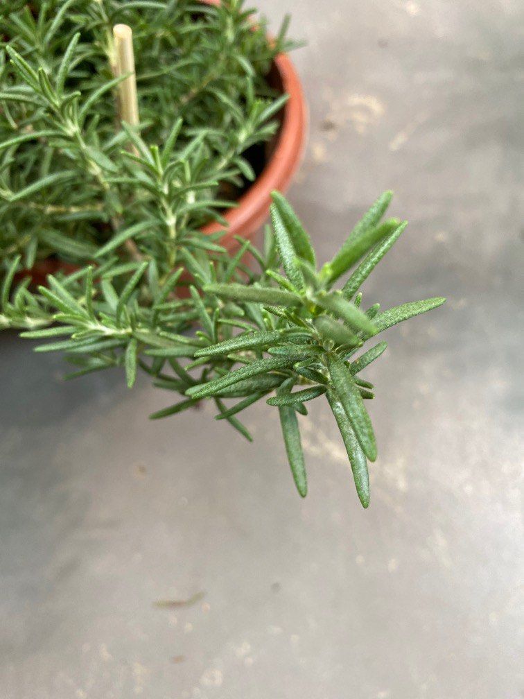 Rosemary Trailing (Herbs) plant 12 each, Furniture & Home Living