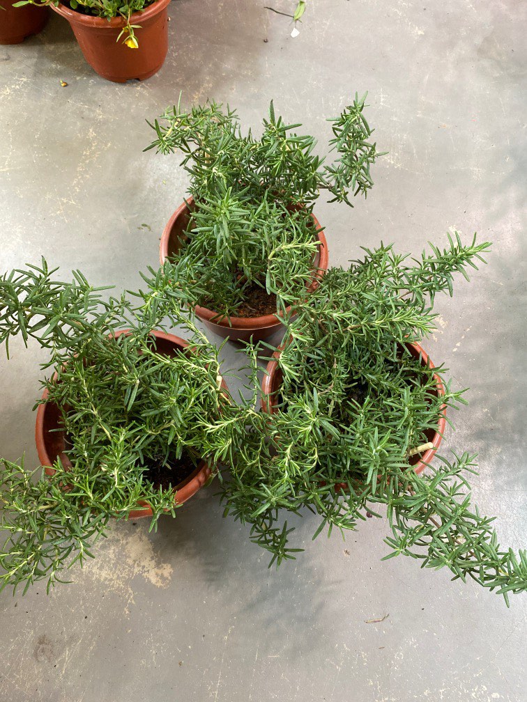 Rosemary Trailing (Herbs) plant 12 each, Furniture & Home Living
